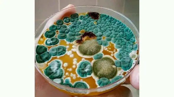 ماجرای عجیب ظرف یک پژوهشگر + عکس