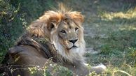پیرترین شیر جهان، شکار عکاس حیات وحش شد