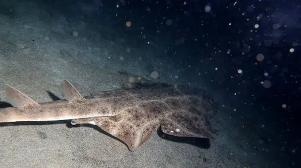 شگفتی در دنیای زیر آب؛ تصویر کمیاب‌ ترین ماهی جهان پس از 3 سال