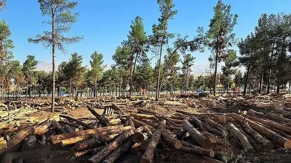 جنگل‌ها بی‌پناه شدند؛ دولت سازمان منابع طبیعی را منحل کرد
