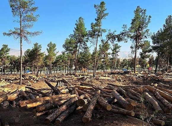 جنگل‌ها بی‌پناه شدند؛ دولت سازمان منابع طبیعی را منحل کرد