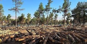 جنگل‌ها بی‌پناه شدند؛ دولت سازمان منابع طبیعی را منحل کرد