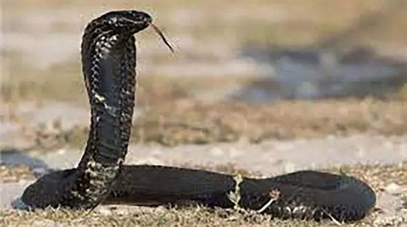 مخفی شدن مار زهر آهگین در کلاه کاسکت مرد موتور سوار + فیلم