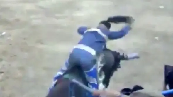 مقاومت عجیب یک گاو در مقابل چندین گاو باز + فیلم