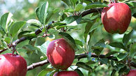 تهدید جدی سلامتی با افراط در خوردن سیب