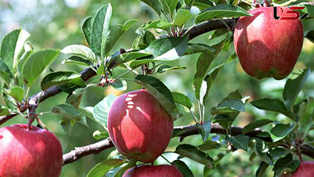 تهدید جدی سلامتی با افراط در خوردن سیب