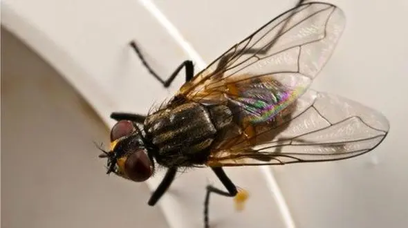 پتانسیل میکروبی مگس­ ها در انتقال بیماری زیاد است