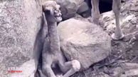 فیلم نجات بچه شتر از میان صخره ها توسط یک شکارچی + فیلم