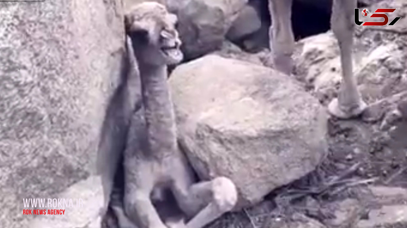 فیلم نجات بچه شتر از میان صخره ها توسط یک شکارچی + فیلم
