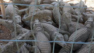 مزرعه پرورش تمساح در کجای ایران است؟ + فیلم