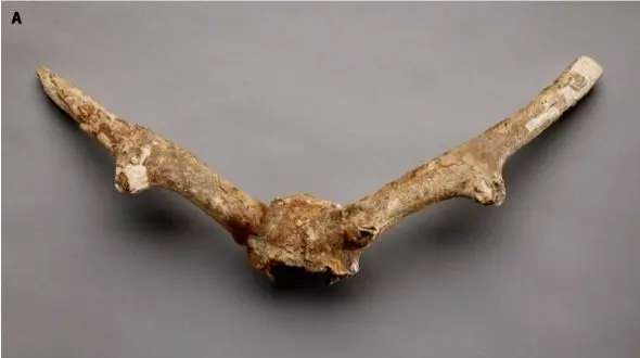 کشف موجودی اسرارآمیز یخی/ فسیلی که تورنتو را حیرت‌زده کرد