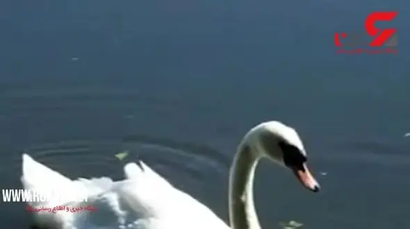 تلف شدن صدها ماهی در دریاچه گرم ! +تصویر