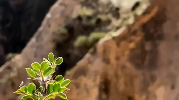 از زیبایی های حیات وحش تا درناهای تالاب میقان