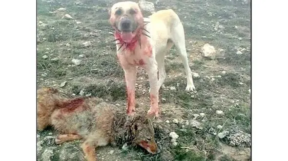 عکس صحنه تشکر گوسفندان از سگ گله زخمی/ جدال خونین با گرگ گرسنه