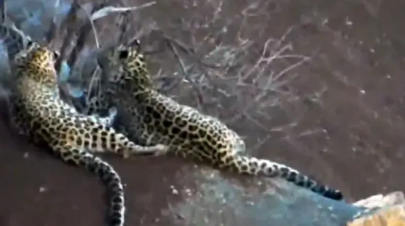 جولان خانوادگی پلنگ ها در دنا + فیلم