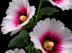 تفسیر فال حافظ 14 بهمن 