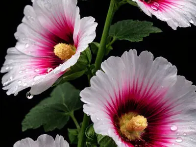 تفسیر فال حافظ 14 بهمن 