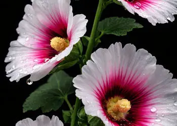 تفسیر فال حافظ 14 بهمن 