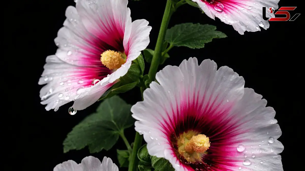 تفسیر فال حافظ 14 بهمن 