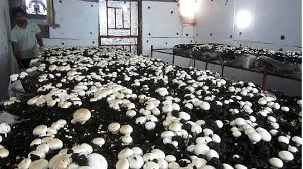 چهارمحال و بختیاری رتبه ششم تولید قارچ کشور را کسب کرد