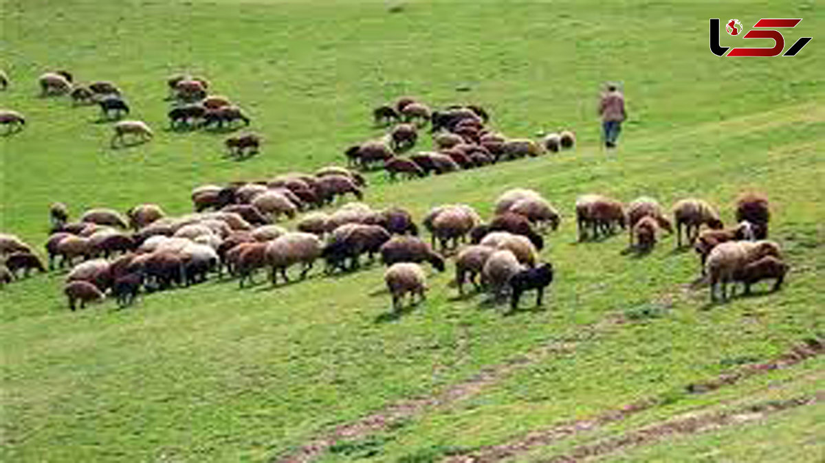 شناسایی نزدیک به 19 هزار راس دام غیرمجاز در مراتع سهند