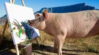 نقاشی های گران قیمت یک خوک را از سلاخ خانه نجات داد !+فیلم و تصاویر