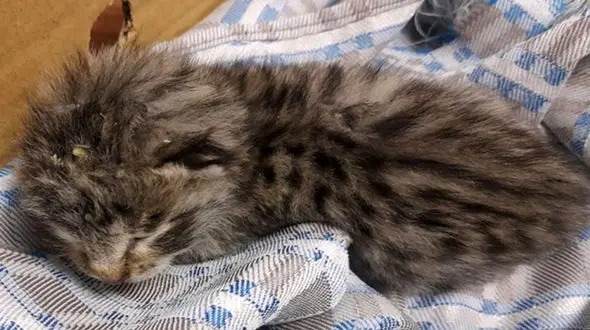  کشف یک قلاده توله پلنگ در شهرستان طارم + عکس