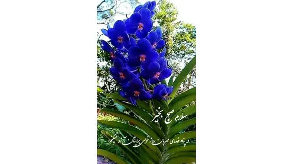 فال روزانه شخصی/ 16 مرداد ماه + فیلم