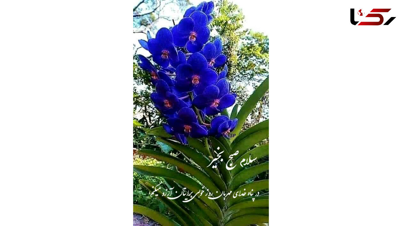فال روزانه شخصی/ 16 مرداد ماه + فیلم