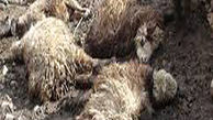 حمله مرگبار گرگ به گله گوسفندان در شیروان