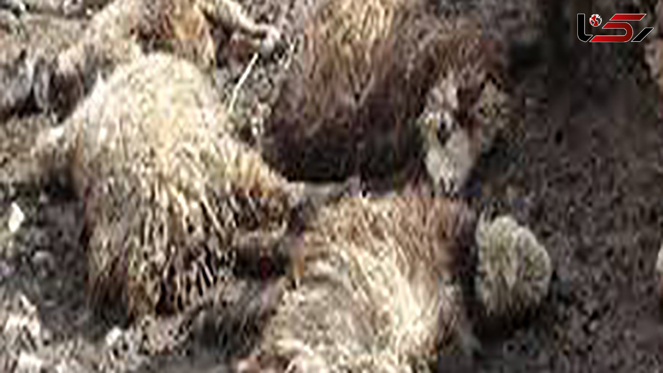 حمله مرگبار گرگ به گله گوسفندان در شیروان