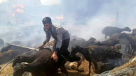 آتش سوزی بزرگ جان 200 گوسفند را گرفت / در فراشبند رخ داد