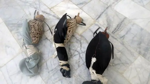 هفت قطعه شاهین کمیاب در جاسک کشف شد