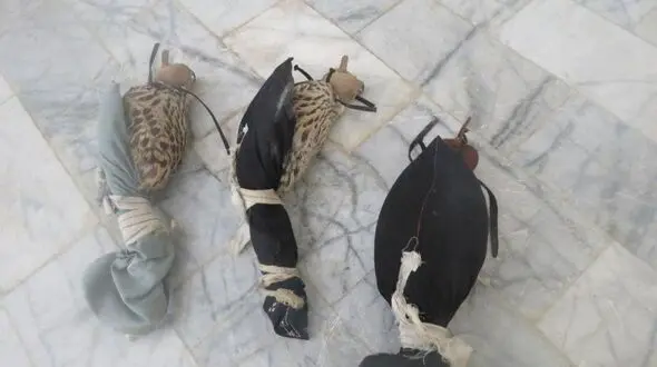 هفت قطعه شاهین کمیاب در جاسک کشف شد