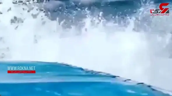 اقدام نهنگ همه را شوکه کرد! +تصویر