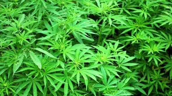 سپاه مزرعه ماریجوانا را منهدم کرد / در پاوه رخ داد+ فیلم