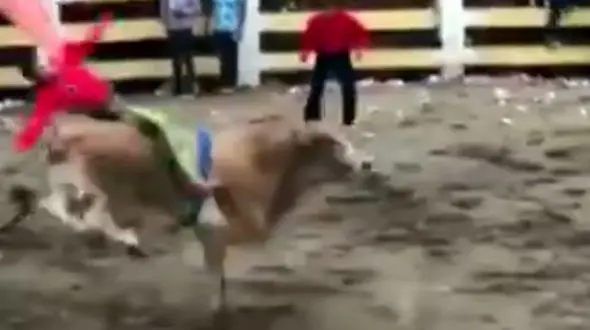 گاو خشمگین جان دو گاو باز را گرفت + فیلم