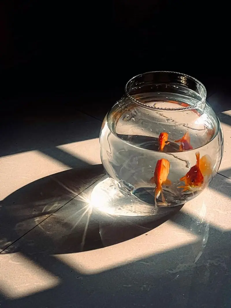 مدل تنگ ماهی هفت سین ۱۴۰۵ | مدل تنگ ماهی مدرن تا فانتزی برای هفت سین ۱۴۰۵ با ایده هایی برای عروس های هنرمند!