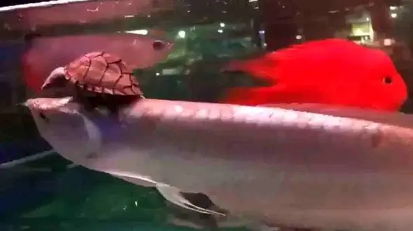 جولان لاک‌پشت روی ماهی + فیلم