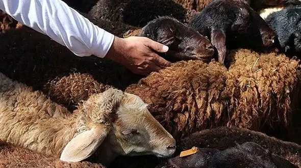 تصادف پراید با گله گوسفندان / 5 راس در شازند تلف شدند