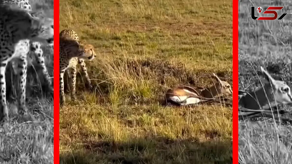 فیلم شکار غزال توسط یوزپلنگ در حیات وحش