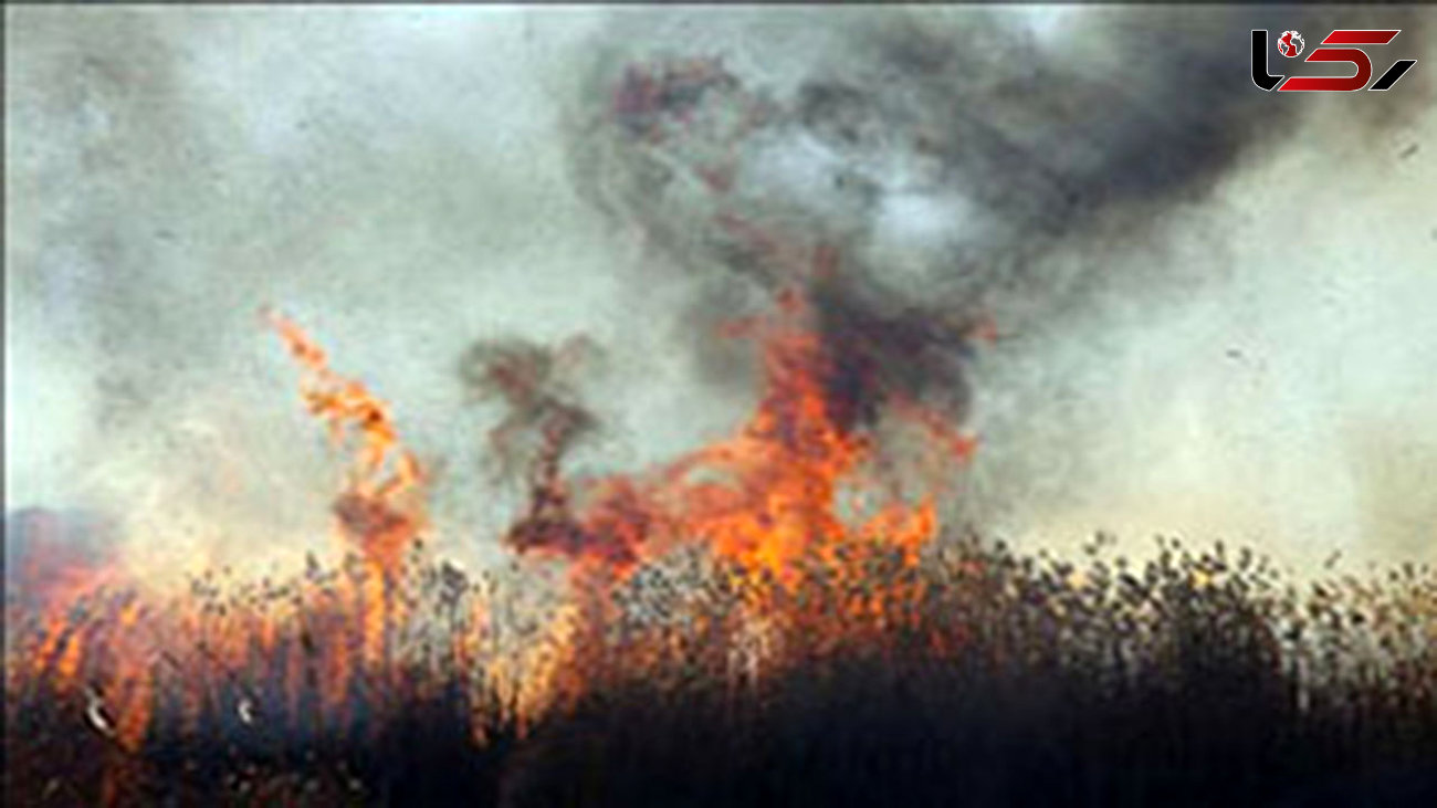 آتش افروز دشت ارژن فارس دستگیر شد / آتش سوزی عمدی بود