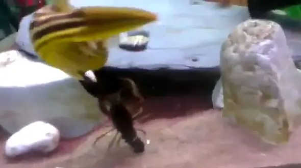 جنگ برای زنده ماندن  + فیلم