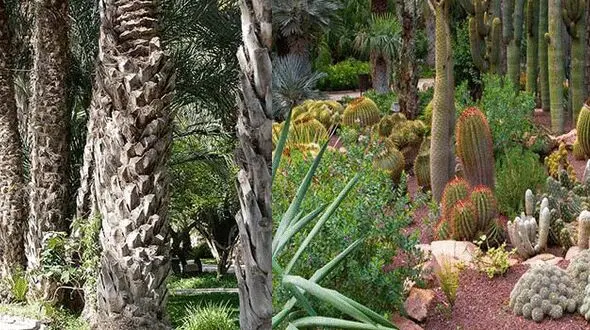 الچه؛ شهر درختان نخل +عکس 