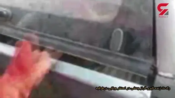 نجات گراز از داخل استخر یک ویلا در طرقبه + فیلم و عکس