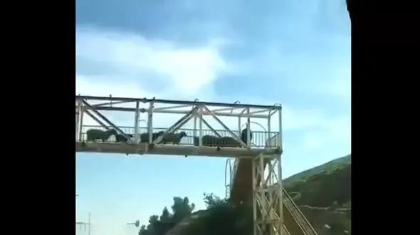 عبور موفق گله گوسفندان از روی پل هوایی + فیلم 