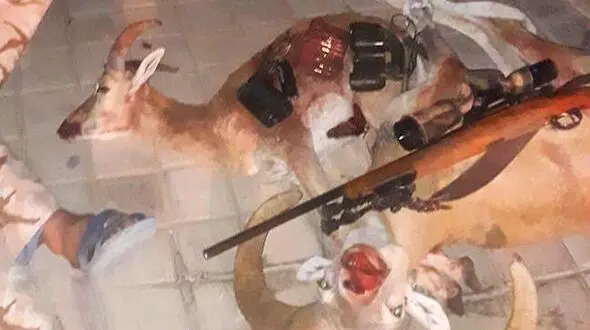 عاملین شکار دو قوچ وحشی در موته دستگیر شدند