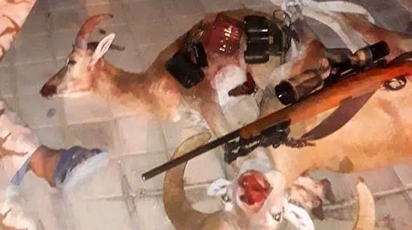 عاملین شکار دو قوچ وحشی در موته دستگیر شدند