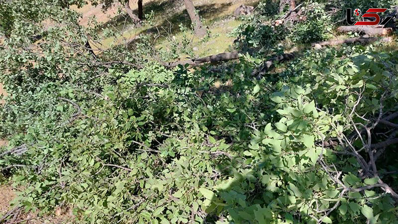 بازداشت یکی از عاملان قطع 70 درخت در بهشهر + جزییات