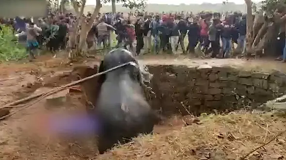 نجات یک فیل از گودال با استفاده از آب + فیلم